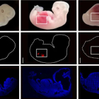 Imagen de los embriones que acompaña el artículo científico.