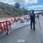 Accidente entre un turismo y un camión que transportaba cerdos en la AP-7 en Santa Perpètua de Mogoda.