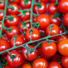 Alerten d'un brot de salmonel·la en els tomàquets cherry que afecta ja un centenar de persones