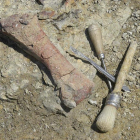 Los restos de elefantes hallados en el polígono de La Atalayuela.