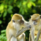 El comportamiento sexual entre individuos del mismo grupo es prevalente en el caso de los primates.