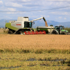 Máquinas segando el arroz en un campo de Pueblo Nuevo del Delta.