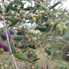 Olives en una branca abans de ser collides.