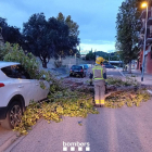 Un árbol caído a causa del temporal de viento en Barcelona.
