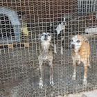 Imagen de algunos de los perros abandonados a la Asociación Protectora de Animales de Tarragona.