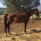 Uno de los caballos confiscados por las malas condiciones de mantenimiento en Vilanova del Vallès.