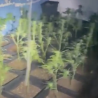 Captura del vídeo del operativo policial donde puede verse la plantación de marihuana.