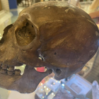 Imatge del crani humà descobert a la botiga de Florida.