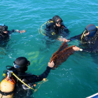 Immersió a la costa de Calafell d'una xarxa amb posidònia recuperada en aquaris.