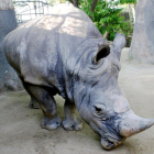 El rinoceront Pedro al Zoo de Barcelona.