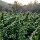 Imatge de la plantació de marihuana a Riudecols.