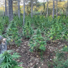 El cos va trobar les plantacions a una zona boscosa i de difícil accés anomenada la Cabrera.