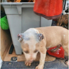 Imagen de un cachorro rescatado con signos de violencia.