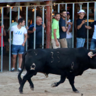 Un bou als correbous de l'Aldea.