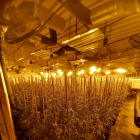 Imagen del interior de la nave con la plantación de marihuana intervenida.