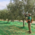 Un pagès cull olives en una finca de la Selva del Camp.