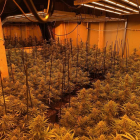 En total, es van intervenir 955 plantes de marihuana en avançat estat de floració.
