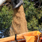 Descarga de arroz segado en uno de los tractores.