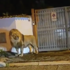 Imatge del lleó que es va escapar d'un circ prop de Roma.
