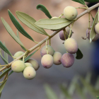 Olives en una branca abans de ser collides, a Vimbodí i Poblet.