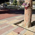 Ramo de flores que dos chicas han enganchado al árbol donde recibió una agresión mortal con arma blanca a un vecino del entorno de la plaza Pep Ventura de Badalona.