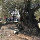 Es podran conèixer les oliveres mil·lenàries del poble.