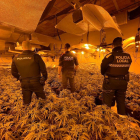 Imatge de la plantació de marihuana desmantellada a Cambrils.