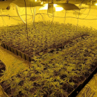 Plantación de marihuana intervenida en Deltebre.