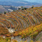 Imatge de vinyes a la localitat del Lloar, al Priorat