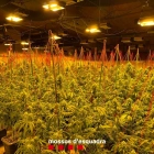 Plantació de marihuana en una granja al polígon Cometes de Torrebesses (Segrià).