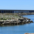 Colònia de gavina corsa al Port de Tarragona.