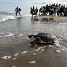 Una de les 28 tortugues marines alliberades al delta de l'Ebre entrant al mar.