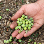 Imatge d'una collita d'olives.