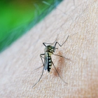 Imatge d'arxiu d'un mosquit sobre la pell