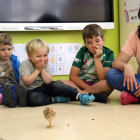 Alumnes d'una escola observen un pollet a classe.