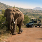 Imatge d'un elefant al Parc Nacional de Pilanesberg, a Sud-àfrica.