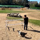 Una de les pastores participants, Mercè Ribot, del concurs de gossos d'atura de Prades