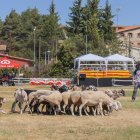 Concurs de gossos d'atura de Prades