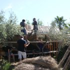 Un grup de persones treballen conjuntament per col·locar borró en una teulada d'una barraca al Poblenou del Delta.