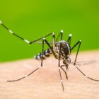 Imatge d'un mosquit trasmissor del Dengue.