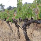 Imatge d'uns ceps que estan patint les conseqüències de la sequera, a Torroja del Priorat.