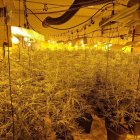 Plantació de marihuana desmantellada pels Mossos d'Esquadra en una nau industrial de Masllorenç.