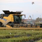 Una segadora cull arròs entre el vol dels ocells, mentre un tractor buida el gra collit al darrera.