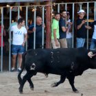 Un bou als correbous de l'Aldea