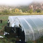 Dos agents dels Mossos d'Esquadra, davant dos dels cinc hivernacles amb una plantació de marihuana localitzada a Benifallet.