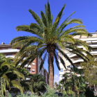 Palmera del parc de Sant Jordi.