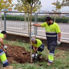 Tres operaris plantant un arbre en una escola tarragonina.