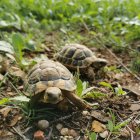 Dos exemplars de tortuga mediterrània reintroduïts al medi.