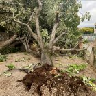 Arbre arrencat pel tornado del 4 de novembre a Port d'Armentera.