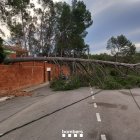 Un arbre caigut a un municipi barceloní.